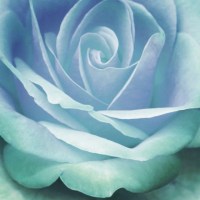Blue Roses Fanzine 2.0 – Reviving the 90s Blue Roses Fanzine